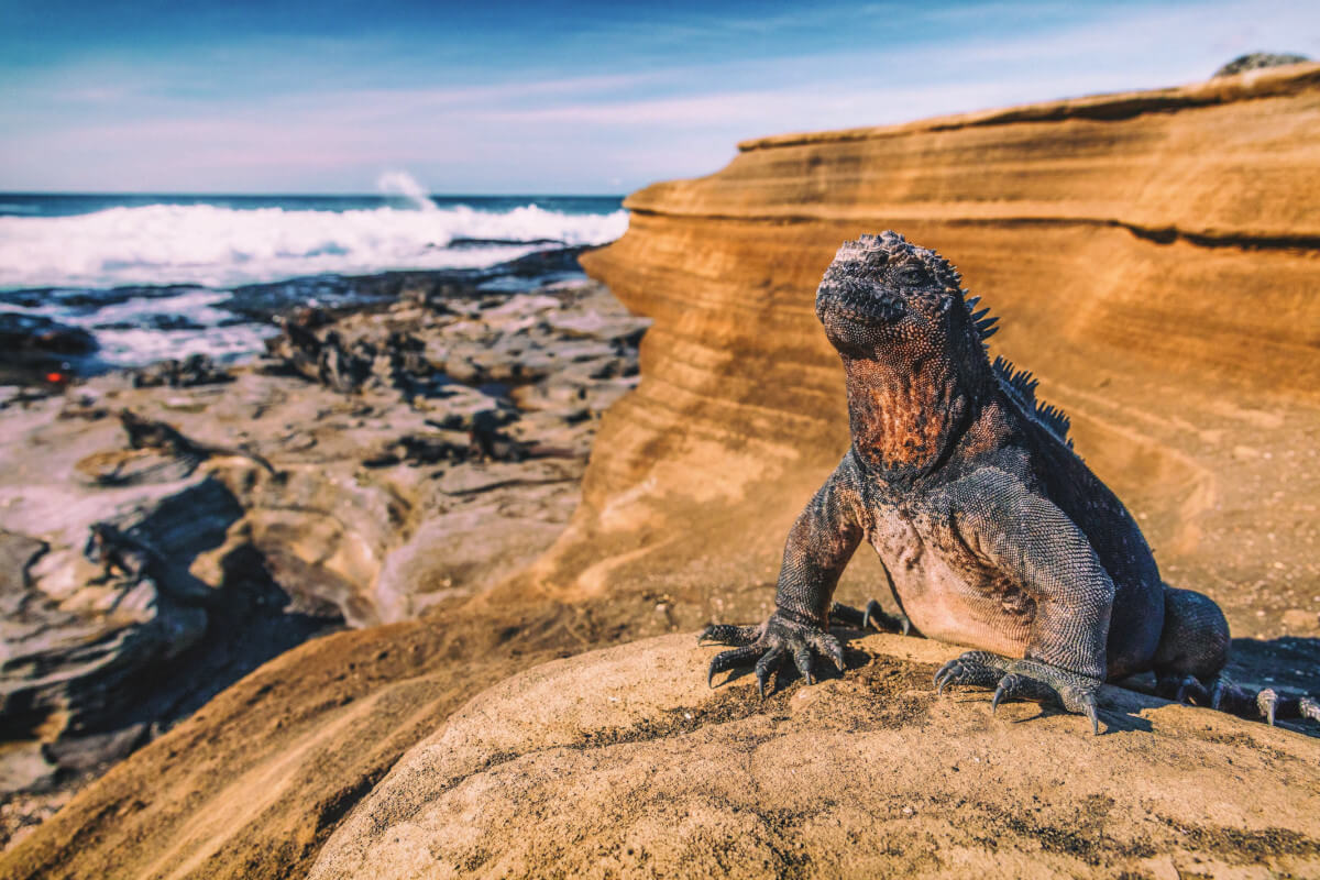 Rocky coast of the Galapagos Islands with a Marine Iguana resting in the sun.