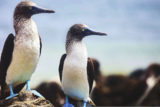 A pair of Blue Footed Boobies on a rocky cliff