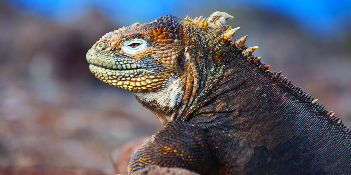 Two Galapagos Cruise itineraries, endless experiences