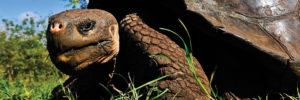 Galapagos Tortoise