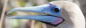 Galapagos Birds