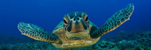 Galapagos Sea Turtle